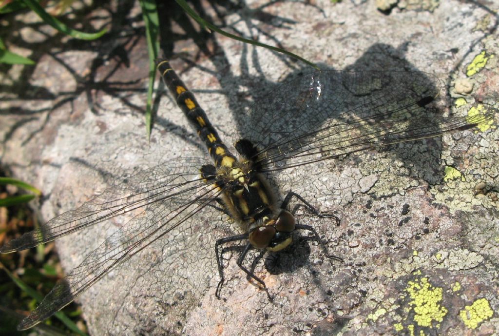 Libellula dal Trentino - Leucorrhinia dubia